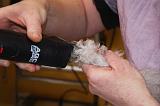 CANICHE - TOILETTAGE 016